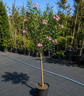 Nerium oleander ‘Magaly’ 90 cm kmeň 
